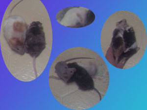 mice3.jpg